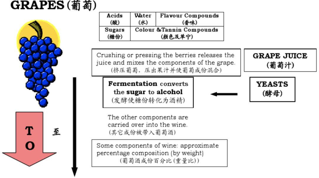 澳门跑狗图免费正版图与术语释义落实，未来的展望（2025年）